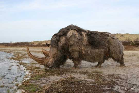 Awesome Animal - Woolly Rhinoceros - Stan C. Smith